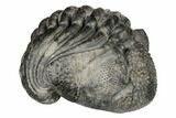 Multi-Toned, Enrolled Drotops Trilobite - About Around #190483-2